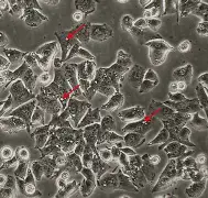 开云体育-关于x乧?8?&amp;,胞摫"氒瞸"?閽婽,的信息